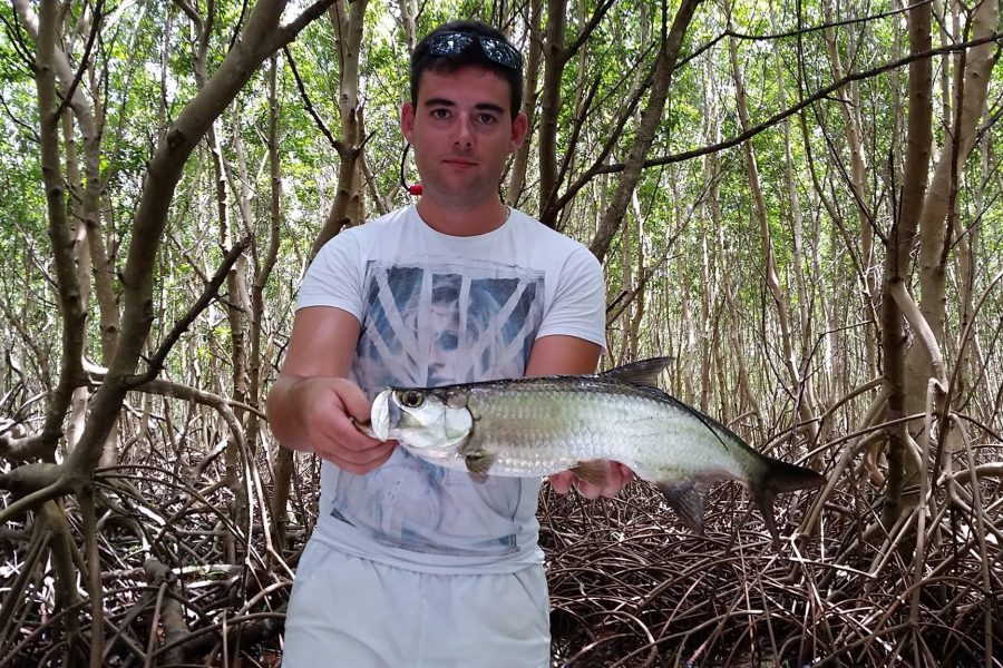 Baby tarpons