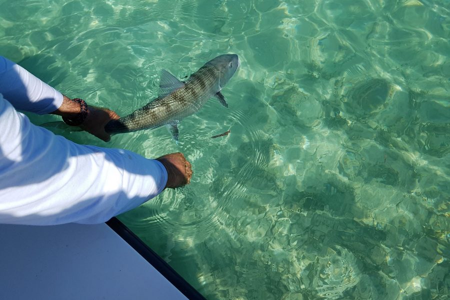Franky goes to Bonefish Land