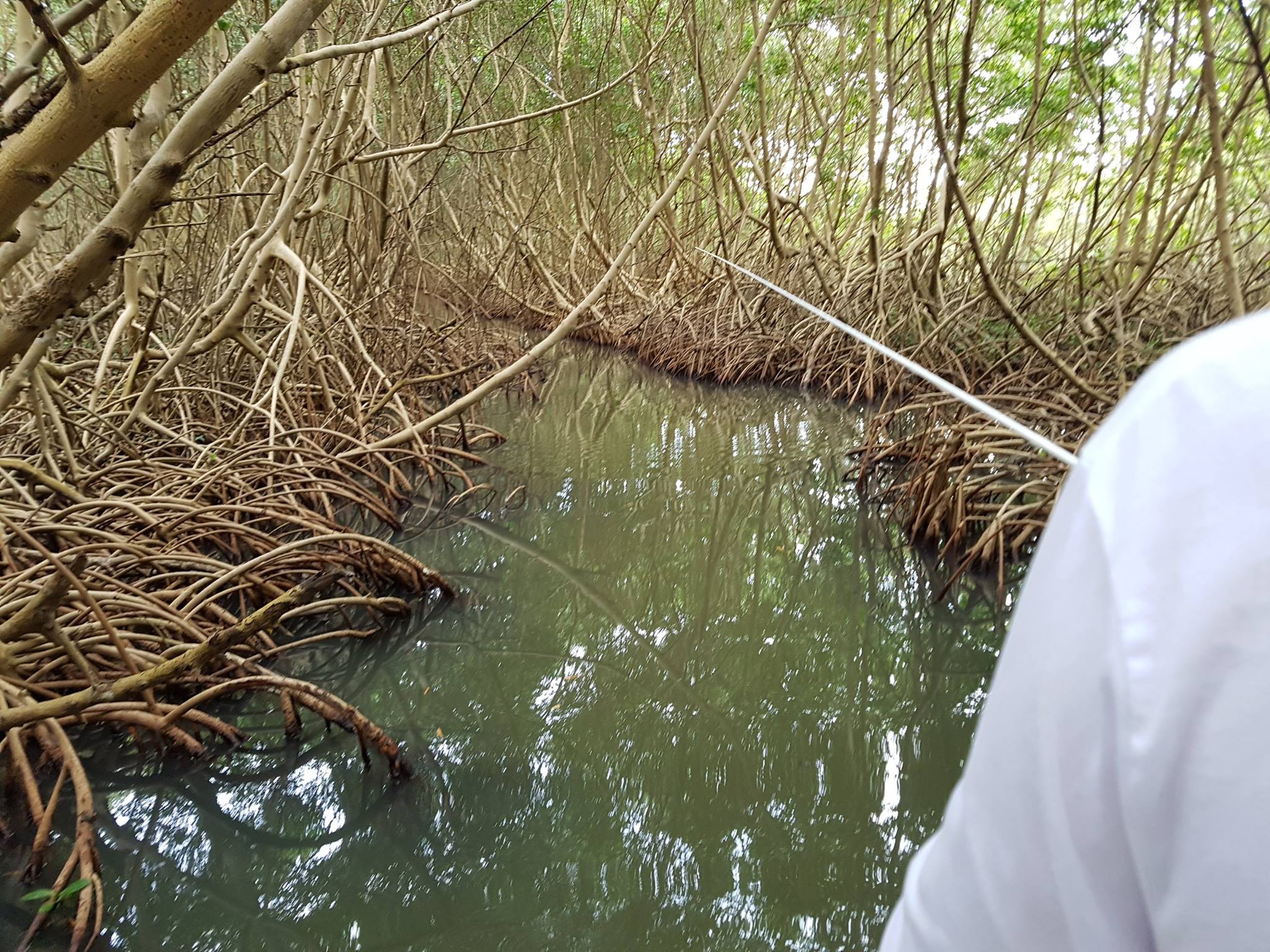 Pêche à vue des babys Tarpons entres les racines de la mangrove !!!
