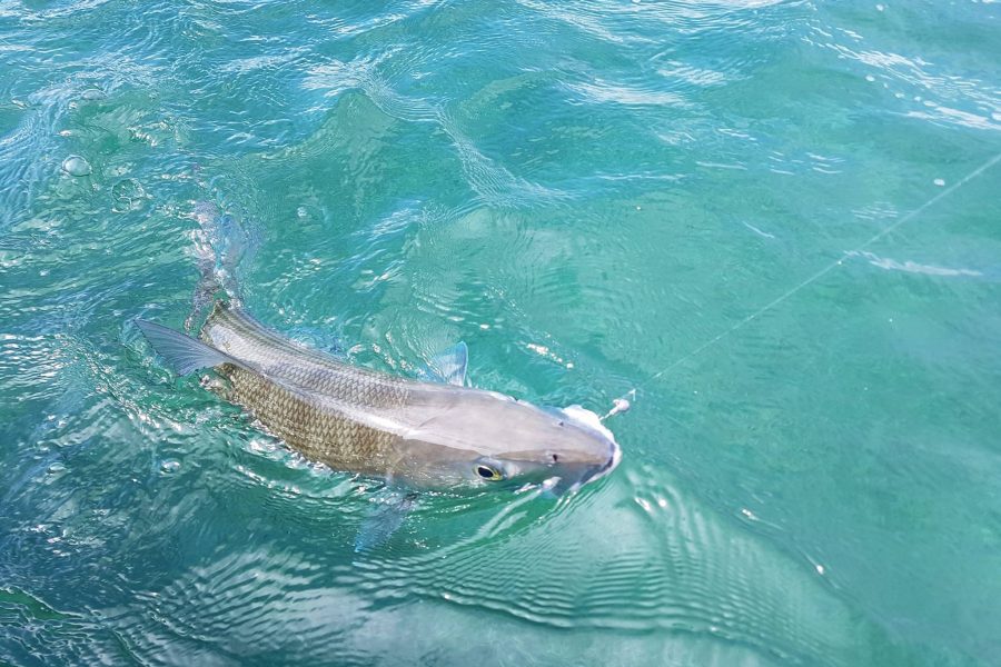 Il rêvait d&rsquo;un BONEFISH