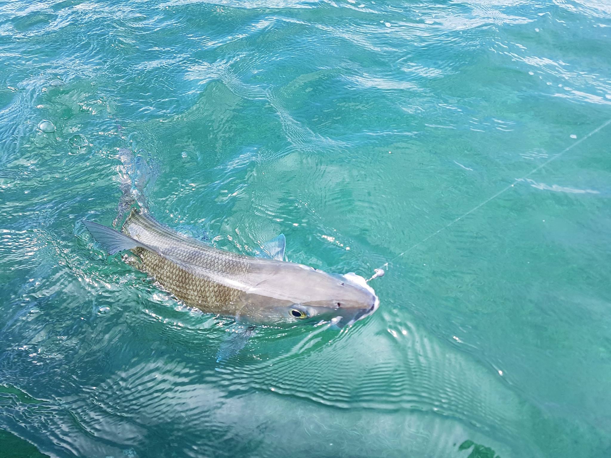 Il rêvait d&rsquo;un BONEFISH