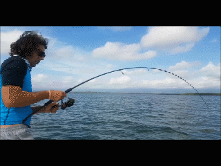 Gros Tarpon en Guadeloupe sur une canne light !