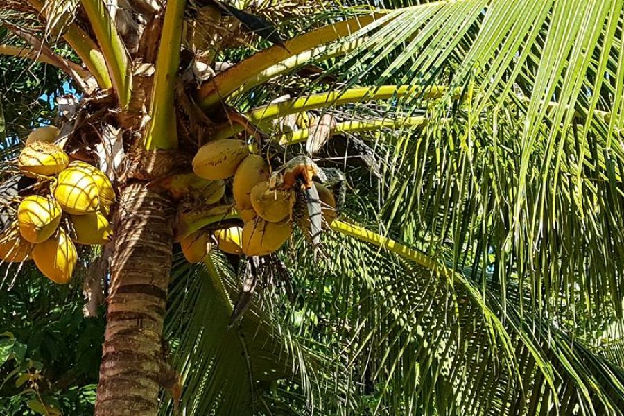 Voyage de pêche au Costa Rica