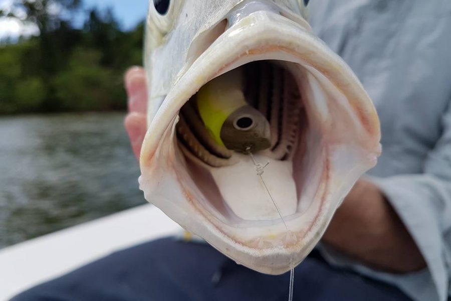 Une journée de pêche réussie à bord du SKIFF