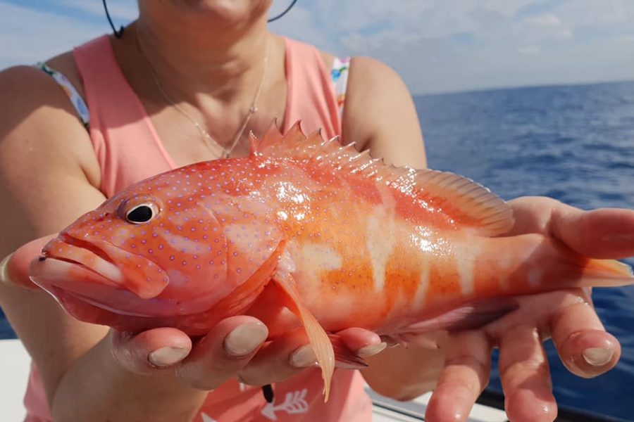 Première journée de pêche en Guadeloupe