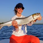 ladyfish elops de guadeloupe