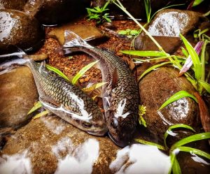Mountain Mullet